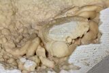 Fossil Crab (Potamon) Preserved in Travertine - Turkey #121384-3